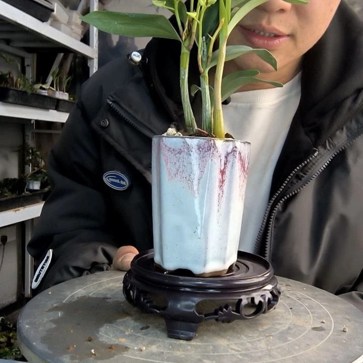 余*～小盆景小植物一物一拍27