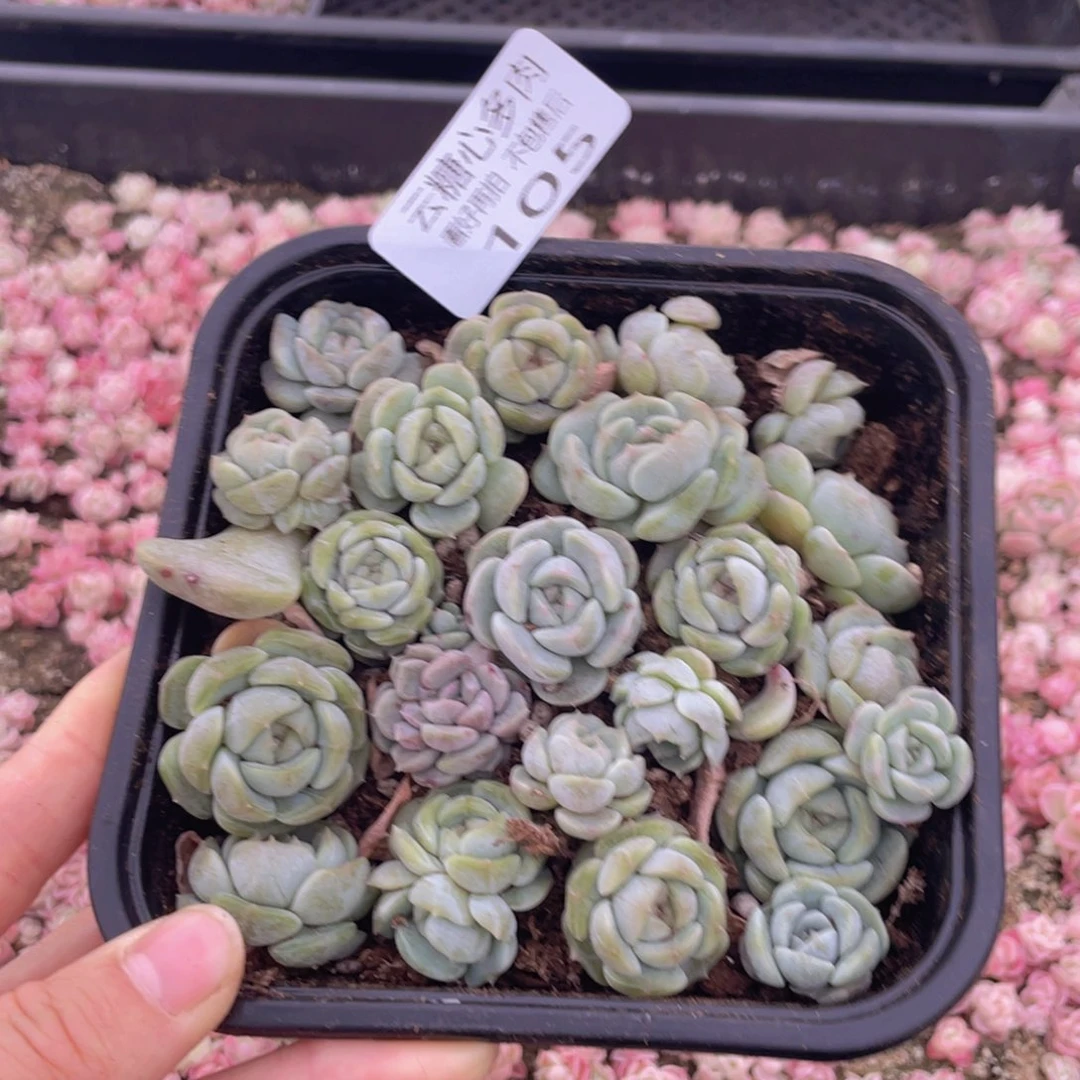 云糖心多肉植物105