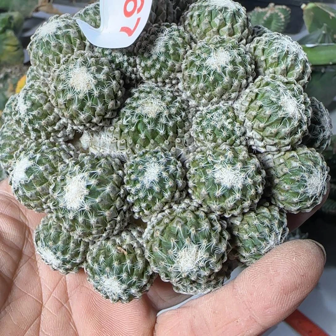 【闪购商品】用****1大群银牡丹067植物
