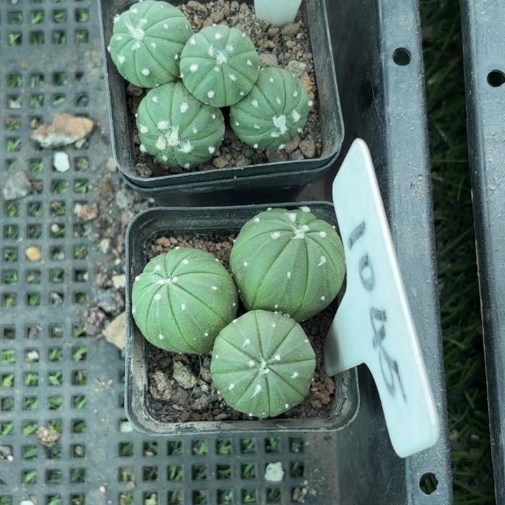 2102 1045二个实生多头