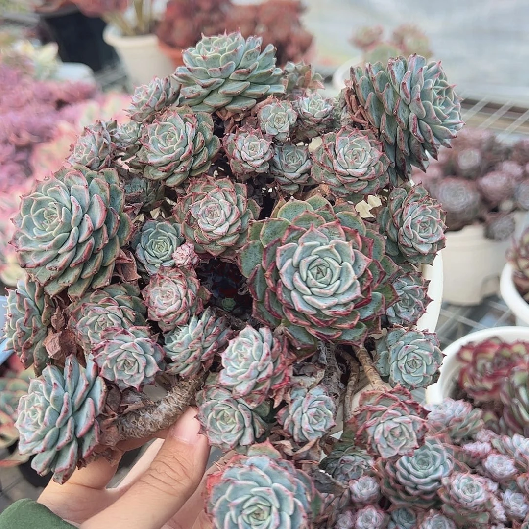 海滨格瑞带盆土精品特价