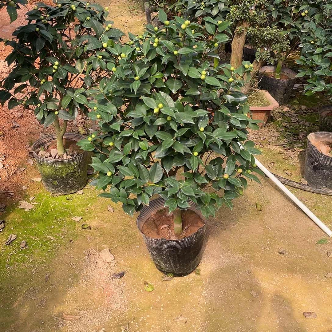 龙***！全部花朵香妃111111