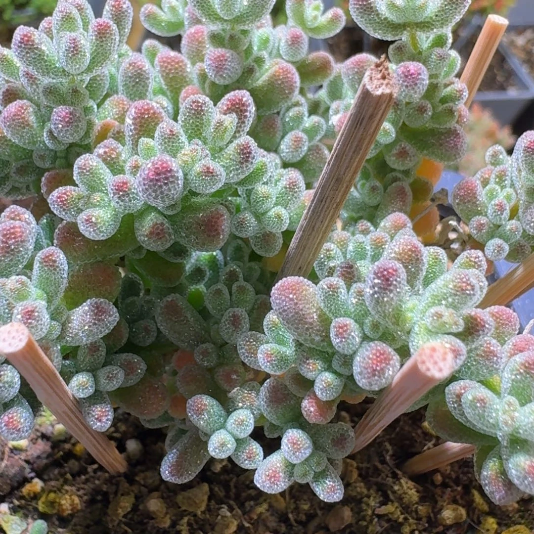 冰晶枝干番杏福利662