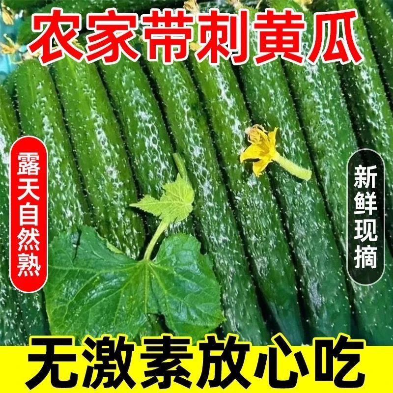 新鲜采摘青皮绿嚷黄瓜蔬菜（运输中个别断裂介意慎拍庭院）