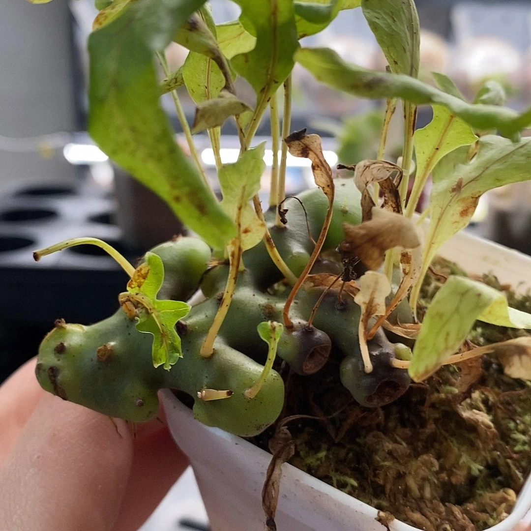 无花朵锯刺蚁蕨666