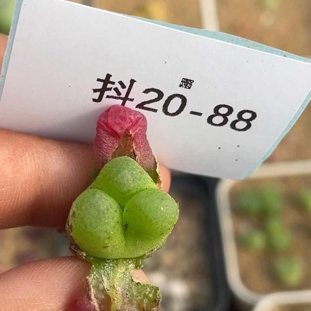 20-88毛奔多肉植物