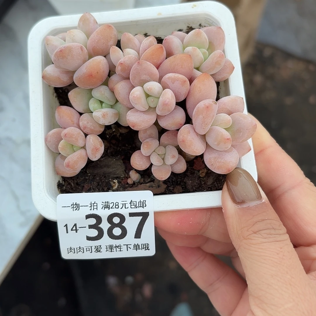 红洛神无盆土发货无