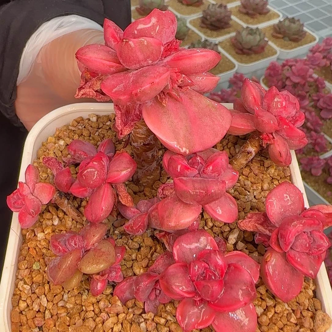 从前慢花园精选彩虹糖锦