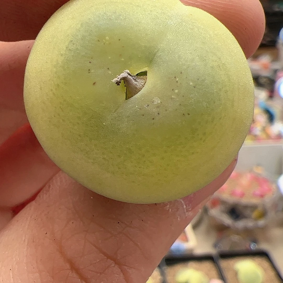 【闪购商品】33 福利