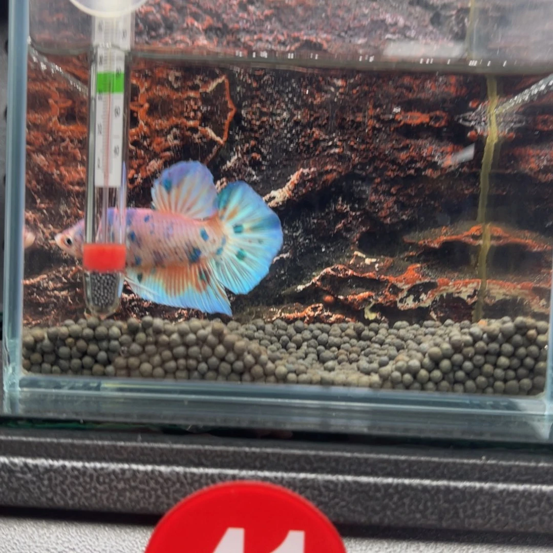 迷***丑海水鱼巨斗将军66666