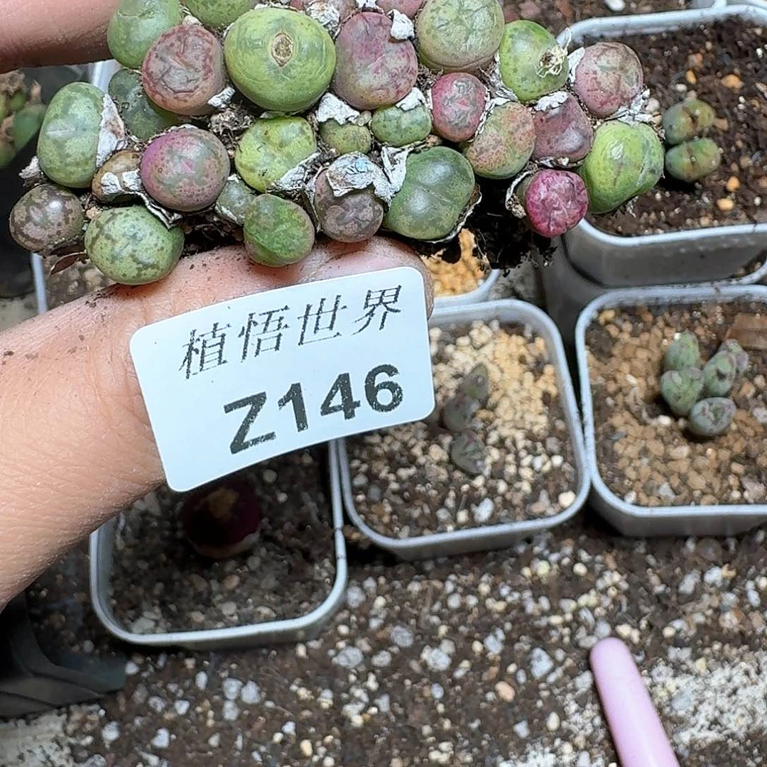 146号多肉植物哇cv