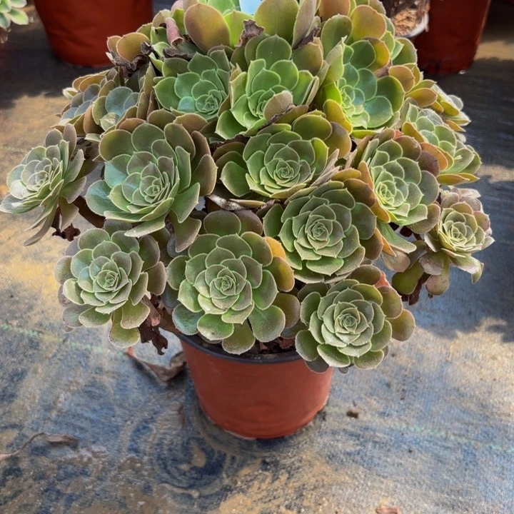 瑞妈多肉园艺918荷兰玫瑰