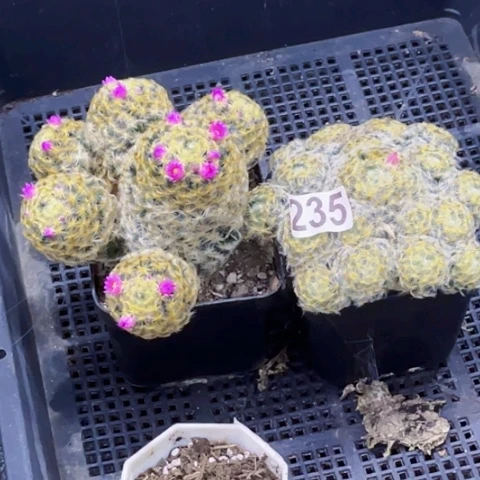 235明星如图东北不拍货