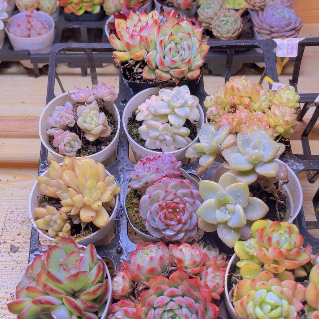 多肉组合一款10颗包邮