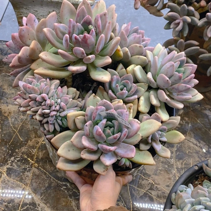 。****。夏悦多肉0211-137奥普缀