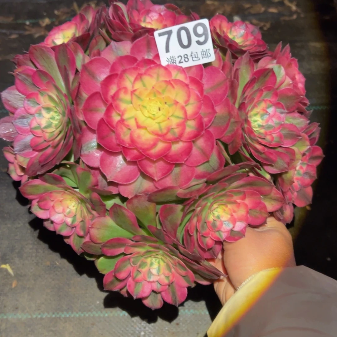 多肉植物709荔枝得