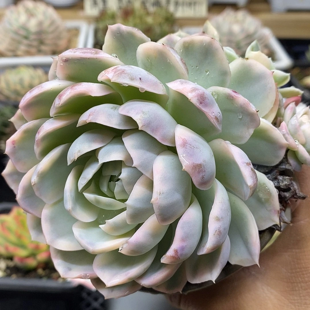 17168 大雪球锦带崽