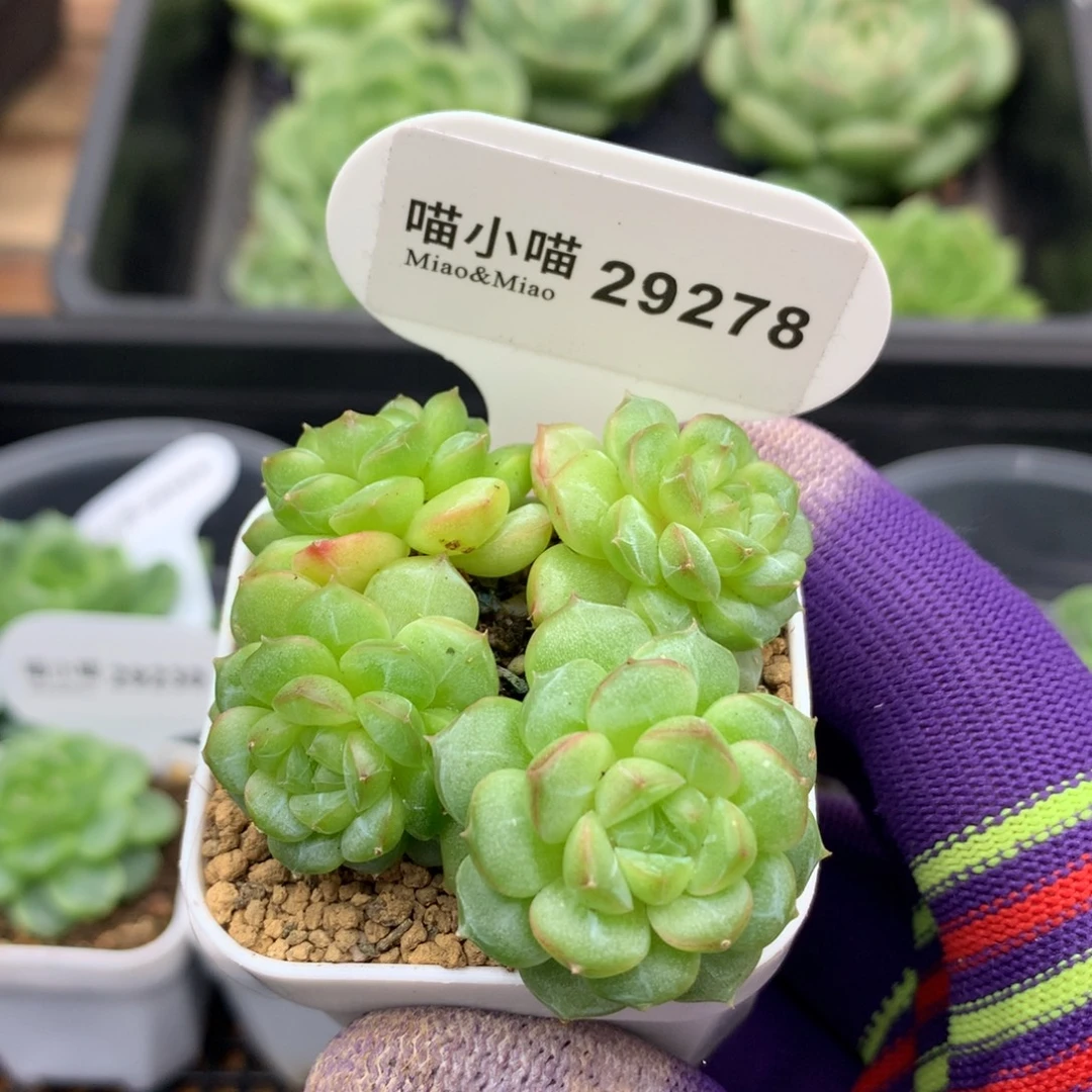多肉植物杂交珍妮