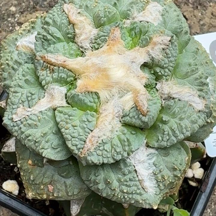 无花朵苗接龟甲怒466