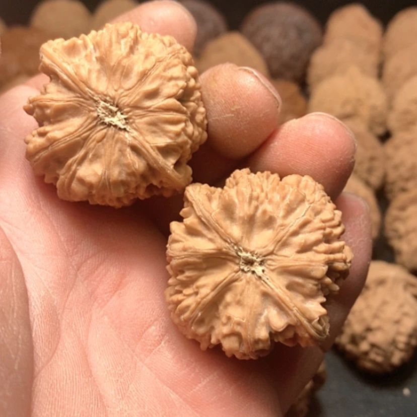 【闪购商品】翱*野生卧