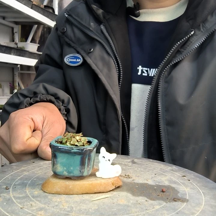 ～**&小盆景小植物一物一拍215