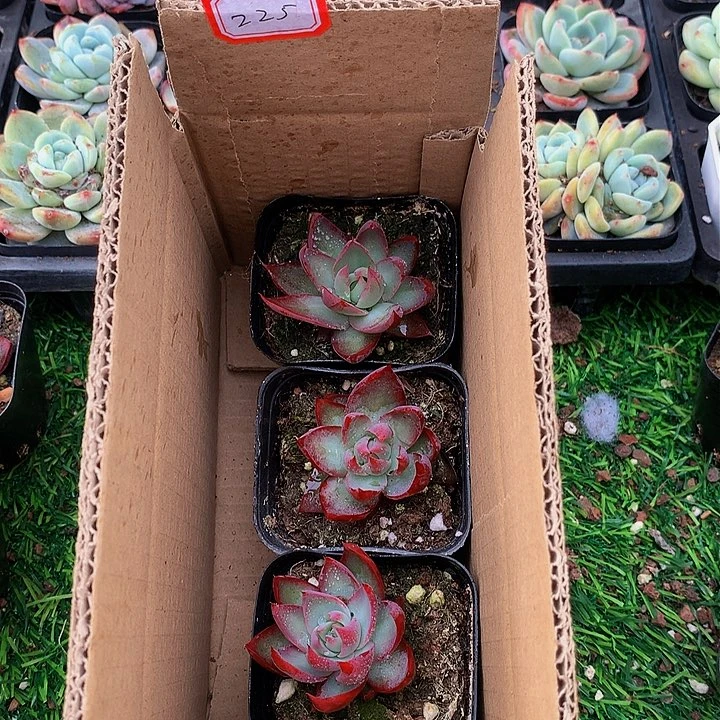 225惊鸿仙子多肉