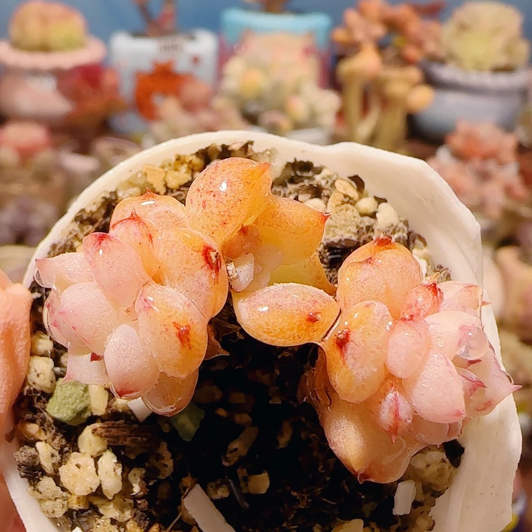 T可爱天鹅绒盆口3.5cm