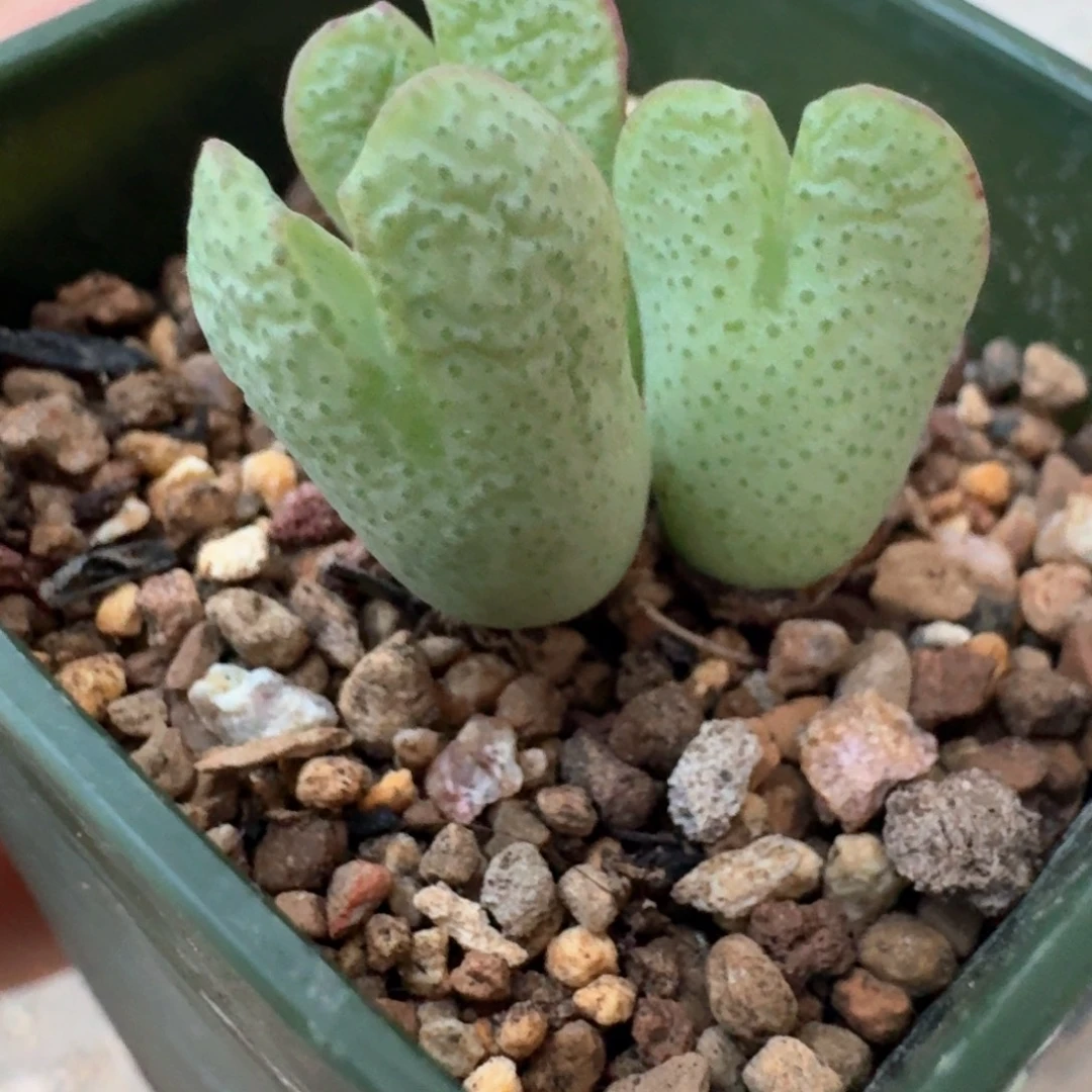 斑马杂少将 三头母本