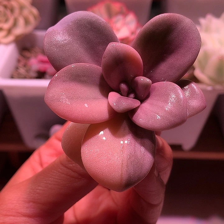 桃霜锦锦锦锦锦锦锦锦