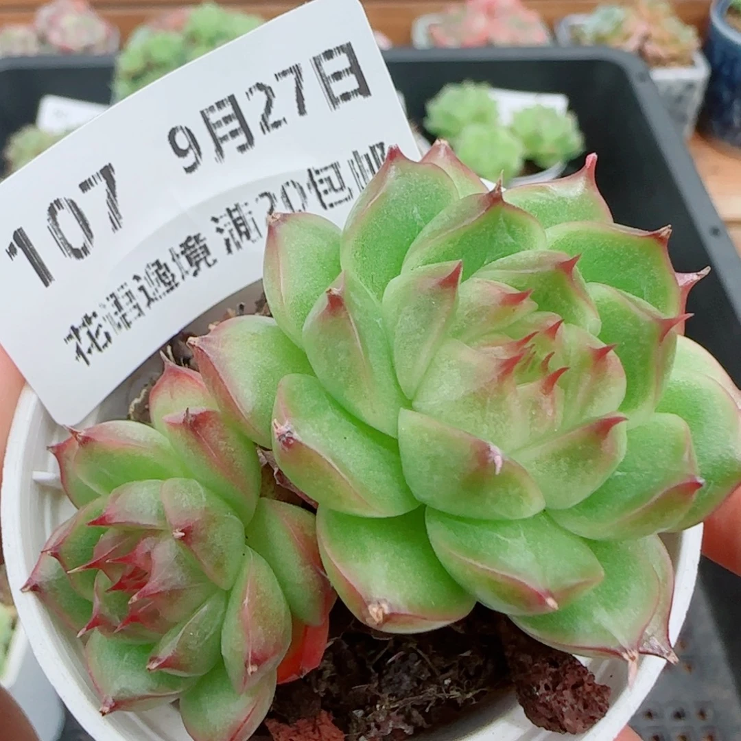花语逸镜0927-107