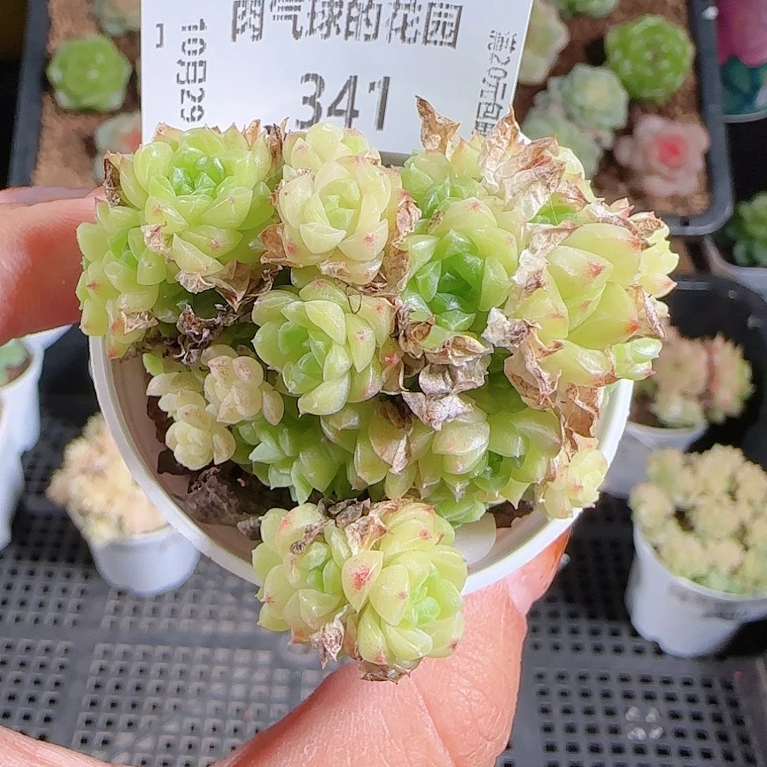 1029--341麦秆优选不包整