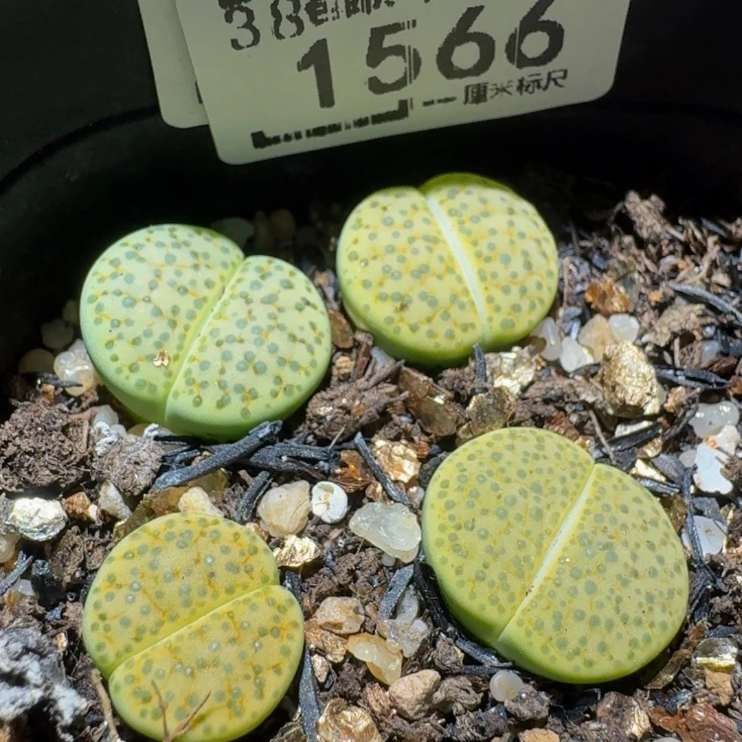 zzzz生石花肉锥1566