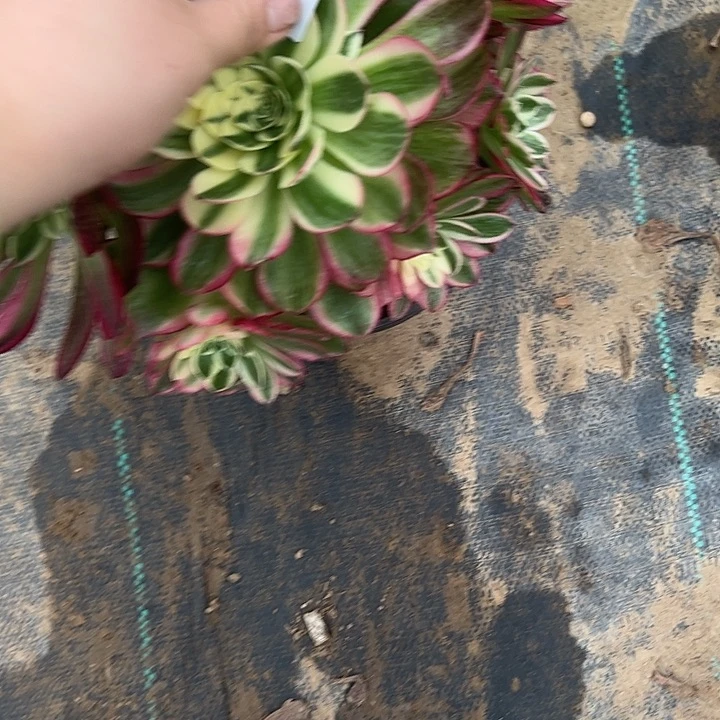 多肉法师植物链接175