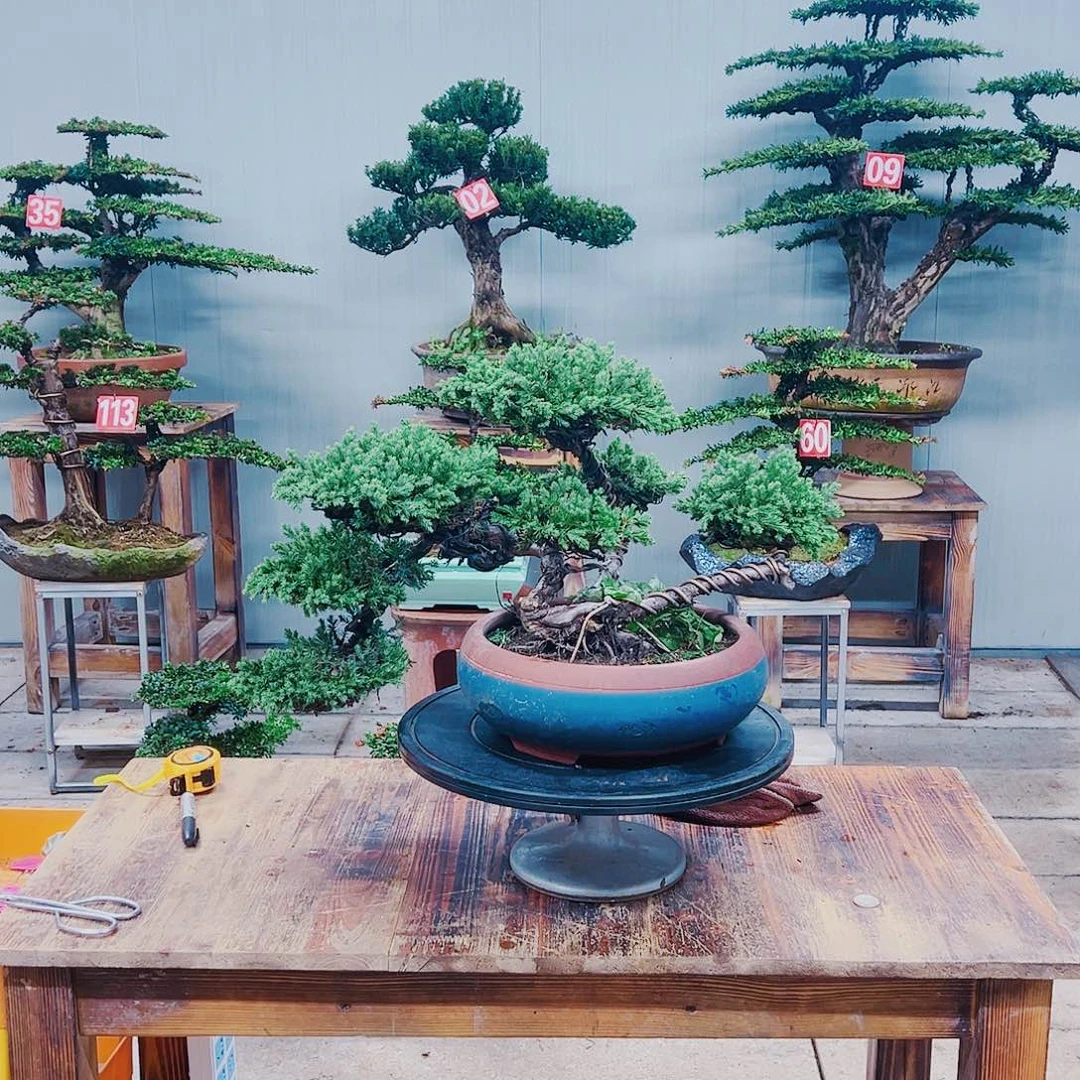 无花朵原生老珍珠柏树