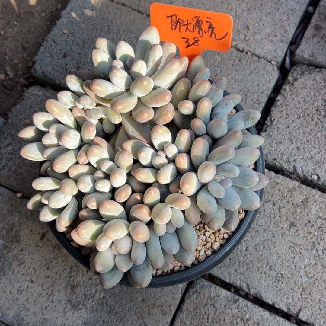 邵***.汤圆111111111111111111