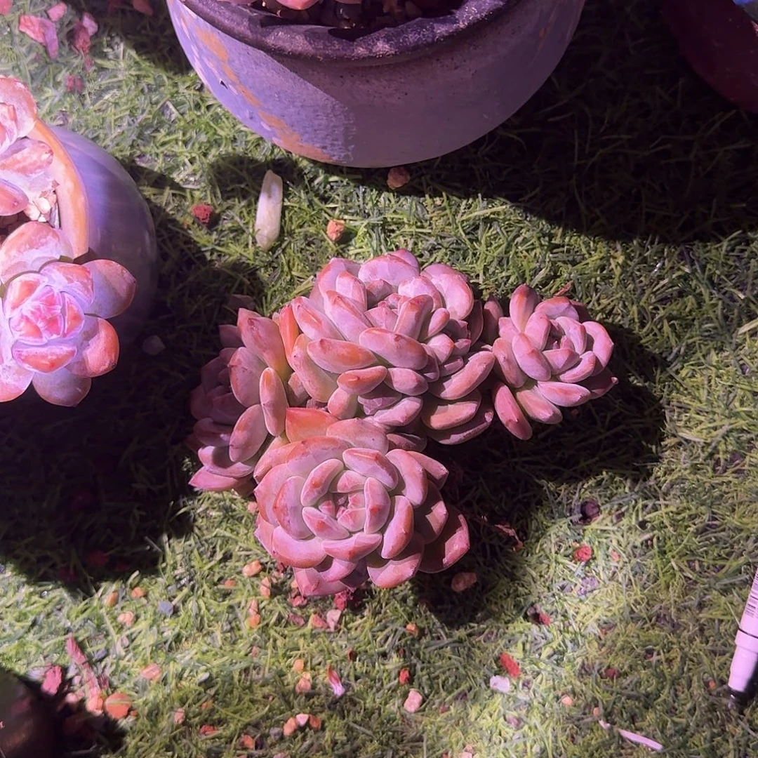 雪***梅星影群生一颗脱土