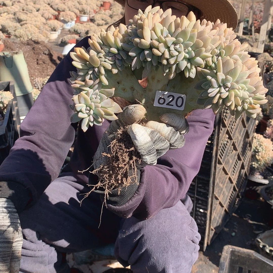 620 淡雪缀 一物一拍