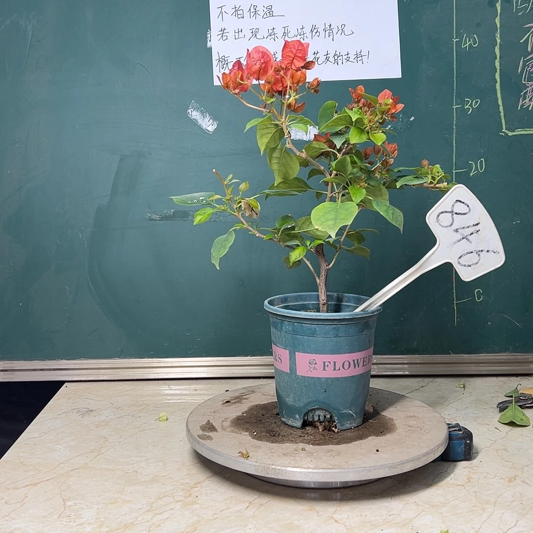 完全开放暗斑夕阳红 846