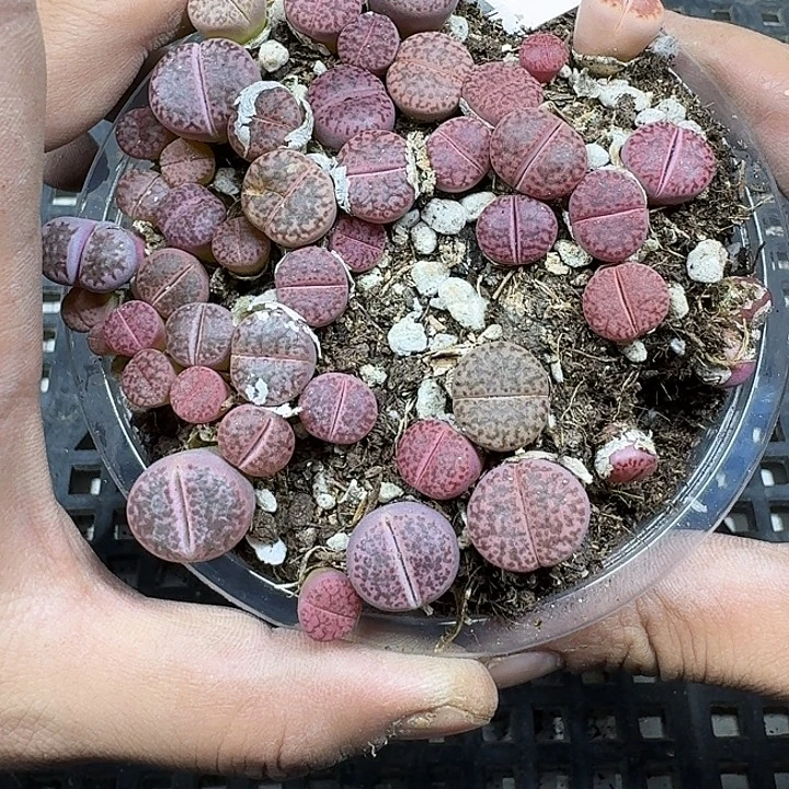 145 多热植物多肉植物