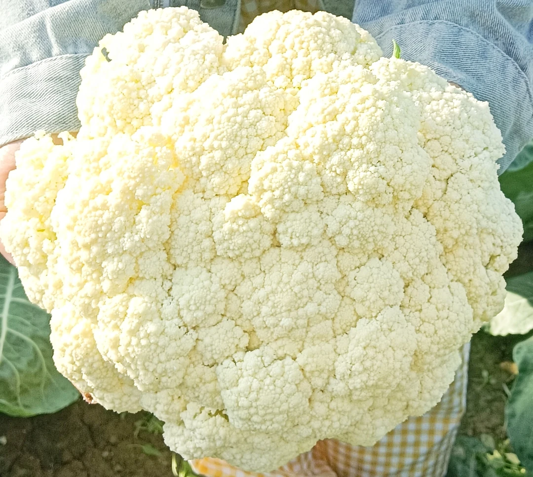 顺丰包邮天津本地小米粒菜花 白花绿梗松花菜时令蔬菜散花菜