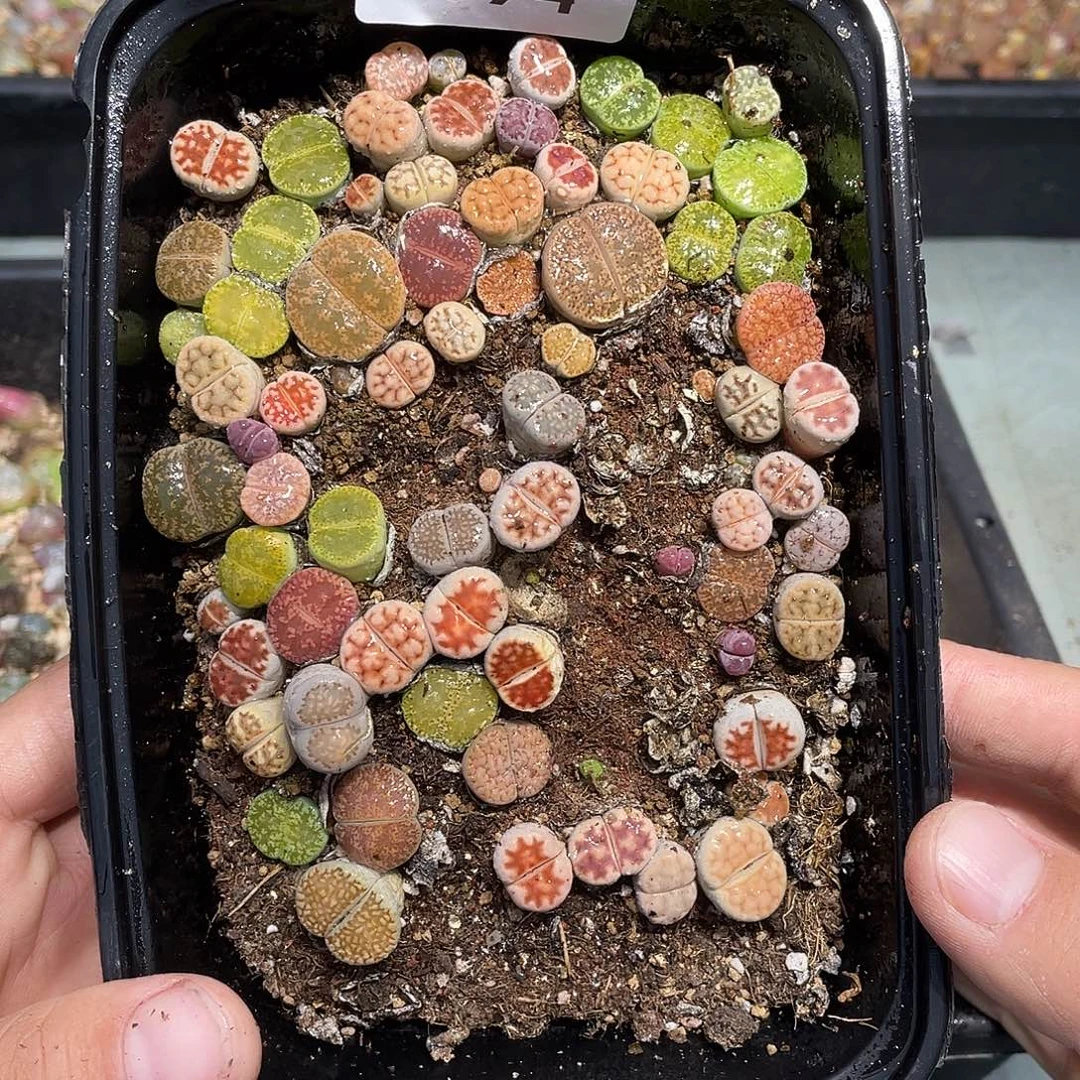 当天凑满十八元包邮694