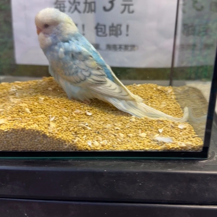 虎皮鹦鹉大头虎皮鹦鹉