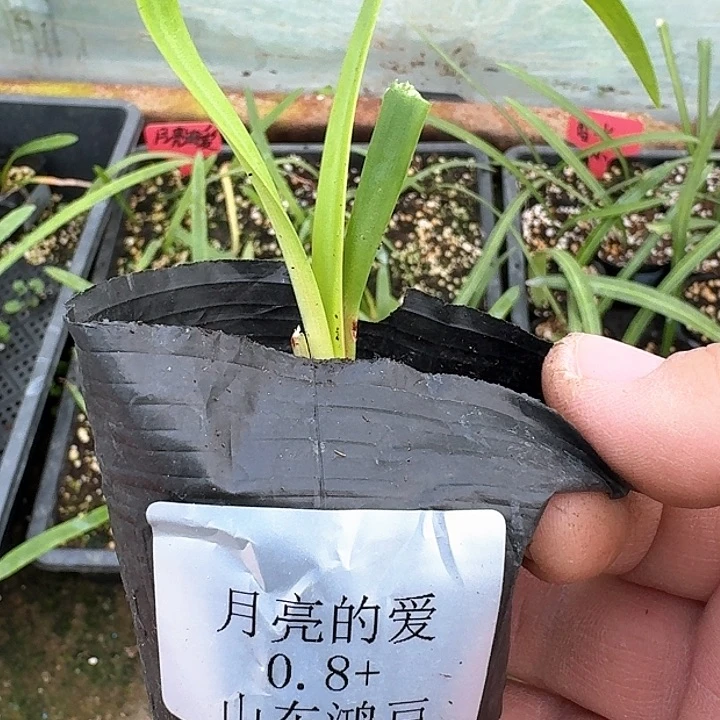 当前无花朵，栽培后可花朵大**哈月亮的