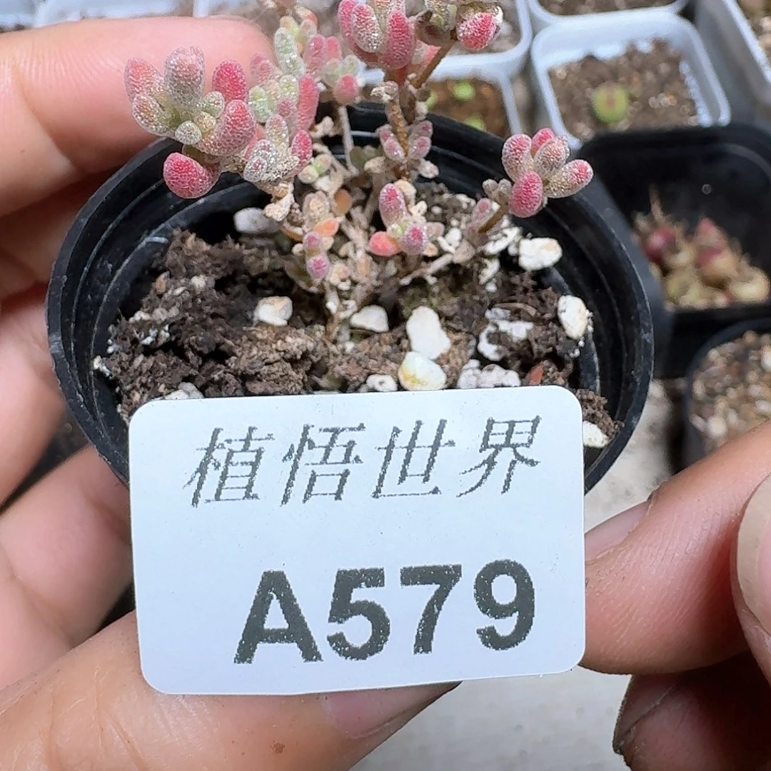 579号多肉植物哇c c