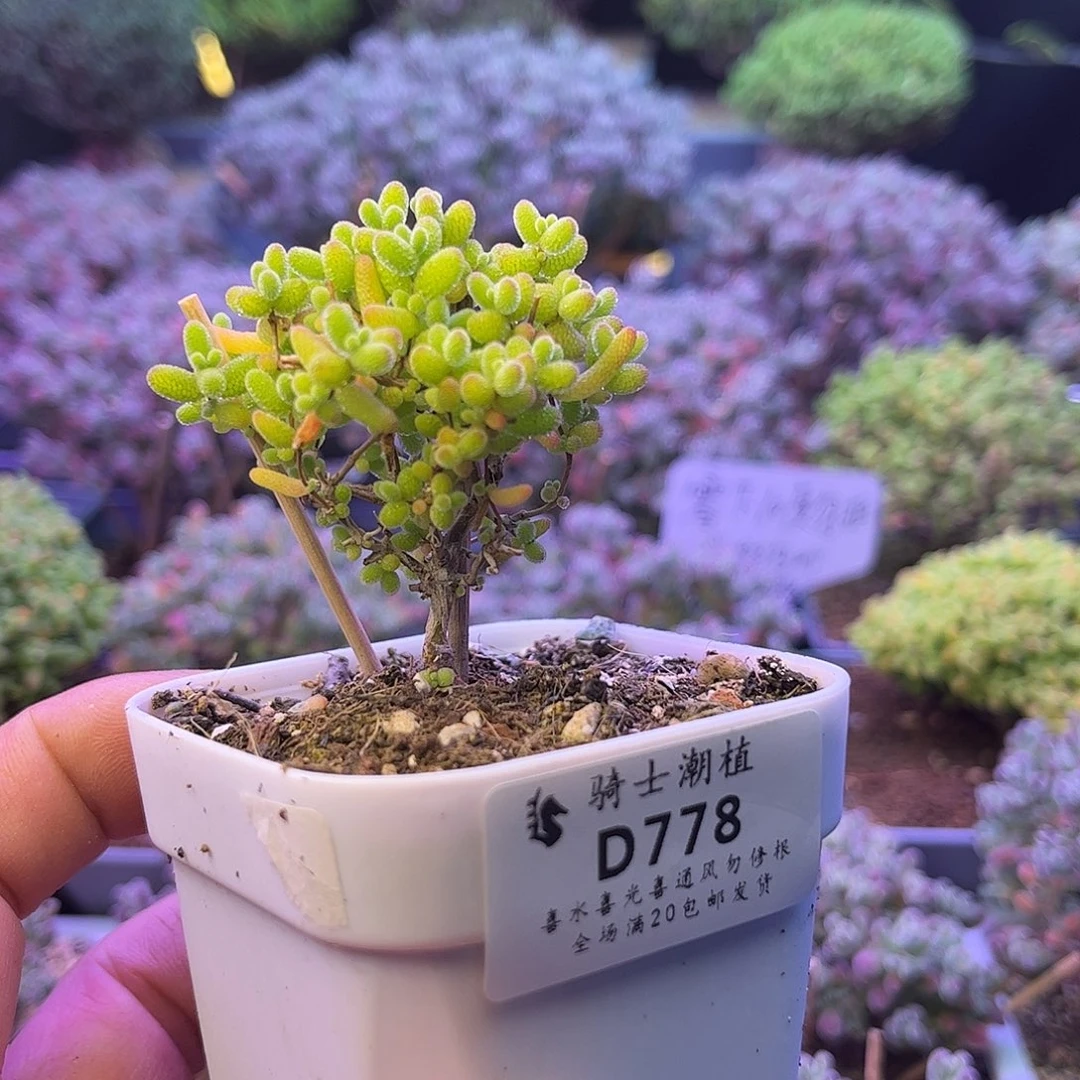 778蜜橘糖球枝干番杏