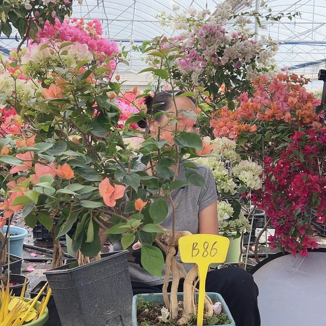 指***光大部分花苞少量开放B86波妹