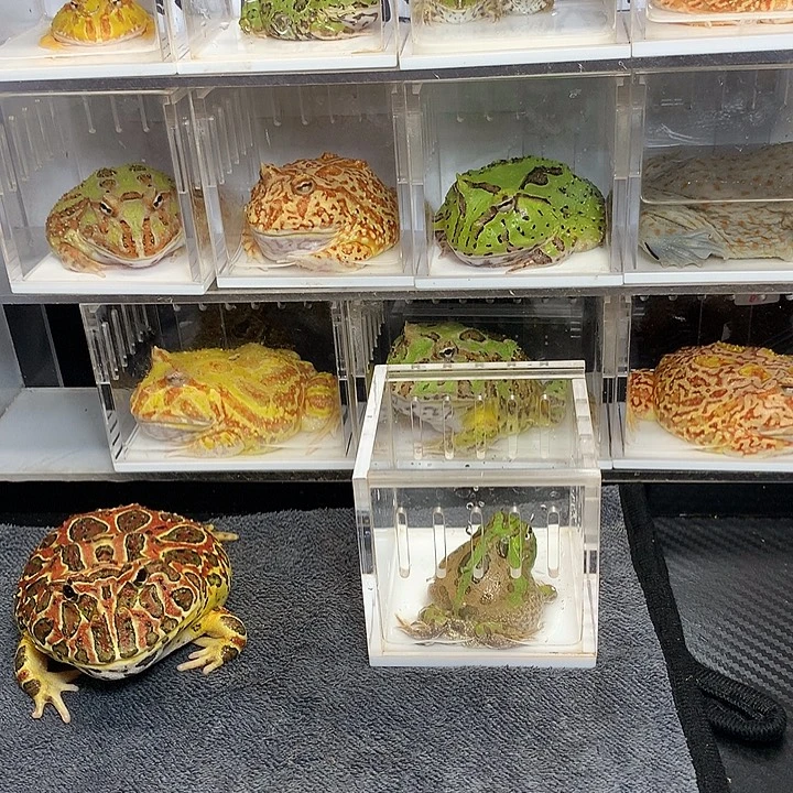 宽****角蛙1256大蛙两只