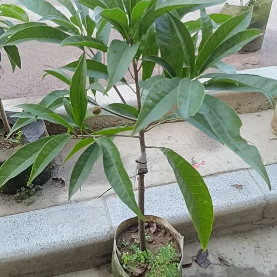 螺丝果一物一拍原盆原土发货