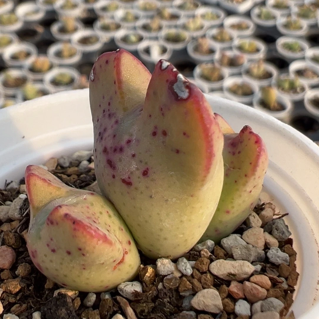 127多肉植物百科知识