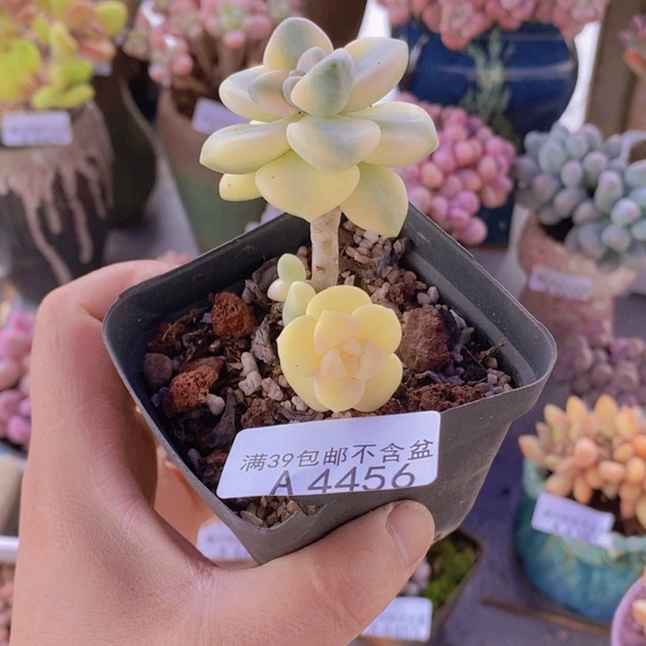 美杏锦有砍4456多肉植物